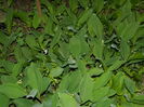 DSCN5341