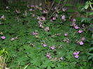 DSCN5343