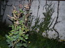DSCN5413