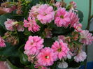 DSCN5453