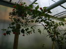 DSCN5454