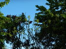 DSCN5464