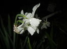 Narcissus Thalia (2016, April 07)