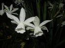 Narcissus Thalia (2016, April 07)
