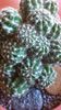 Echinopsis oxygona, detaliu