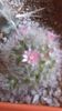 Mammillaria bocasana  cv. roseiflora