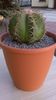 Melocactus matanzanus