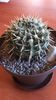 Parodia mammulosa ssp. submammulosa