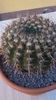 Notocactus bommeljei