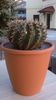Notocactus bommeljei