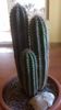 Pilosocereus pachycladus