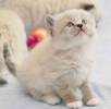 Ragamuffin_Cats-Kitten_1