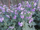 Lunaria