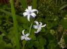 Hyacinth multiflora Blue (2016, April 09)