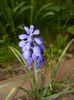 Muscari armeniacum (2016, April 10)