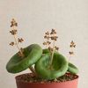 Crassula umbella ''wine Cup''