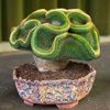 Mammilaria mystax