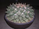 Ariocarpus retusus - achizitionat