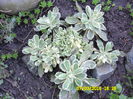 SAM_0559