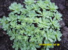 SAM_0560