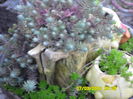 SAM_0562