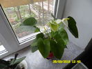 SAM_0586