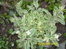 SAM_0589