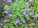 SAM_0590