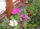 SAM_0596