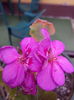 IMG_20160408_081100