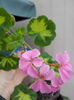 IMG_20160408_081150