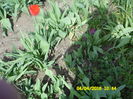 SAM_0611