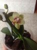 ORHIDEE PHALAENOPSIS GALBENA LIMELIGHT