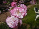 Prunus triloba (2016, April 16)