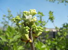 White Lilac Tree (2016, April 01)