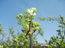 White Lilac Tree (2016, April 01)