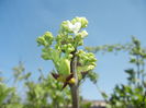 White Lilac Tree (2016, April 01)