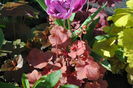 heuchera cherry-cola