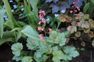 22 aprilie, heuchera paris