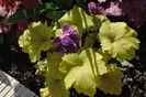 heuchera electra
