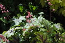 22 aprilie, heucherella_tapestry