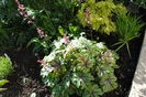 heucherella_tapestry