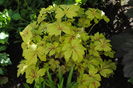 heucherella-golden-zebra