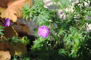 geranium sanguineum Rosa