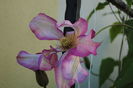 clematis Betty Risdon