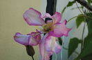 22 aprilie,clematis Betty Risdon