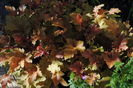 heuchera marmelade