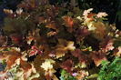 heuchera marmelade