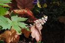heucherella redstone falls
