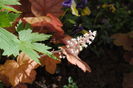 heucherella redstone falls